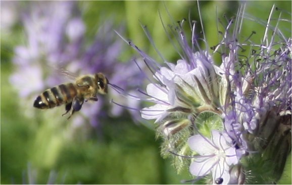 bi der samler pollen fra honningurt, foto: Marianne Adelhardt